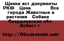 Щенки аст документы РКФ › Цена ­ 15 000 - Все города Животные и растения » Собаки   . Свердловская обл.,Асбест г.